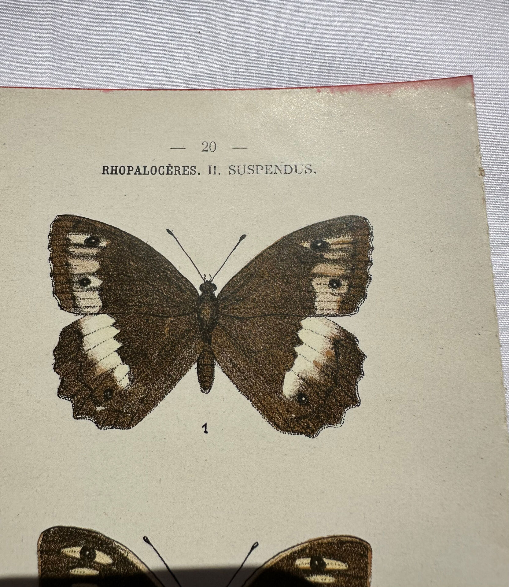 Botanical engraving double-sided butterflies naturalist plate etching