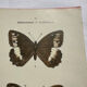 Botanical engraving double-sided butterflies naturalist plate etching
