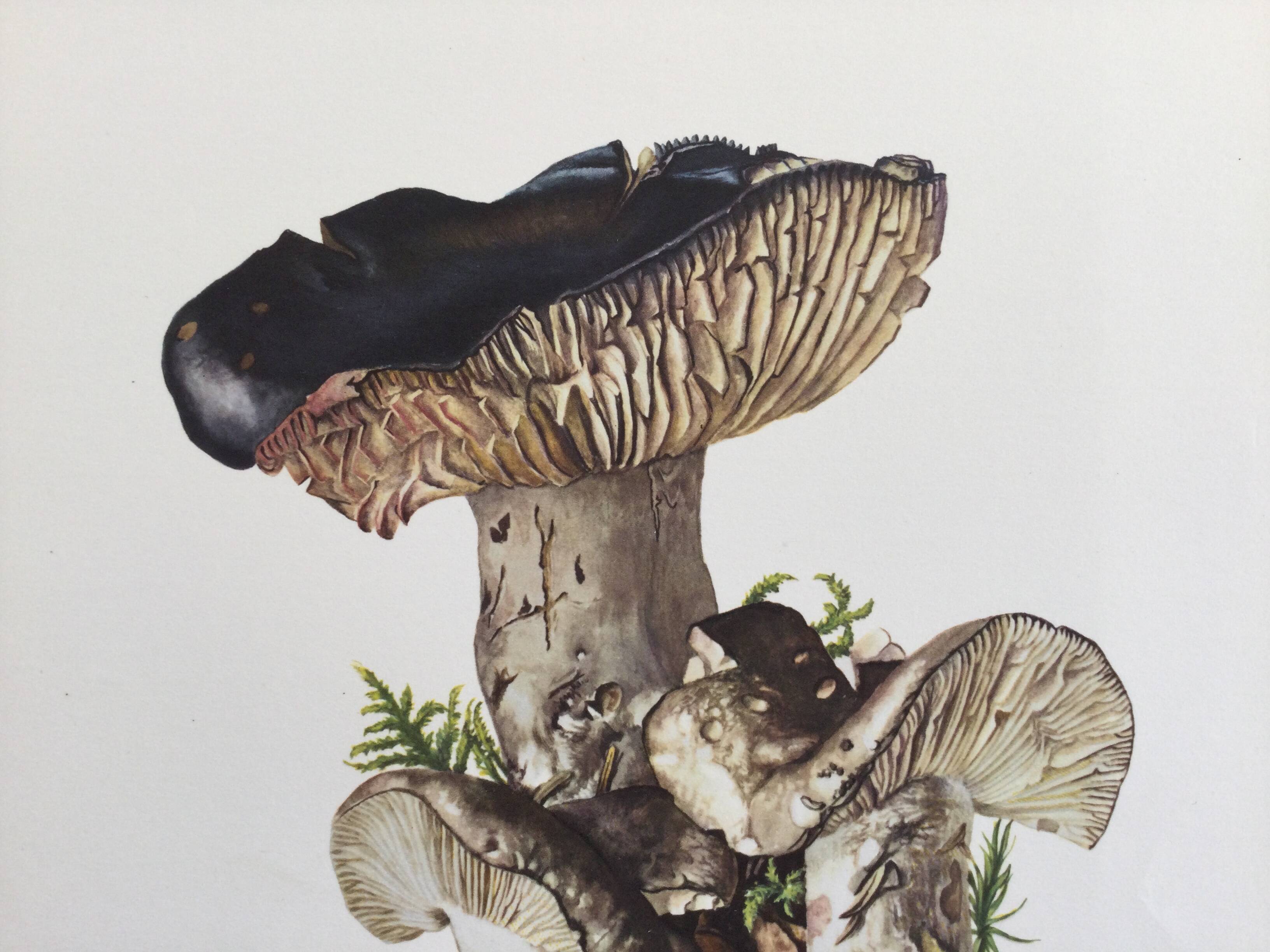 Botanical Illustration Mushrooms Russula Vintage Print 60s
