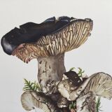 Botanical Illustration Mushrooms Russula Vintage Print 60s