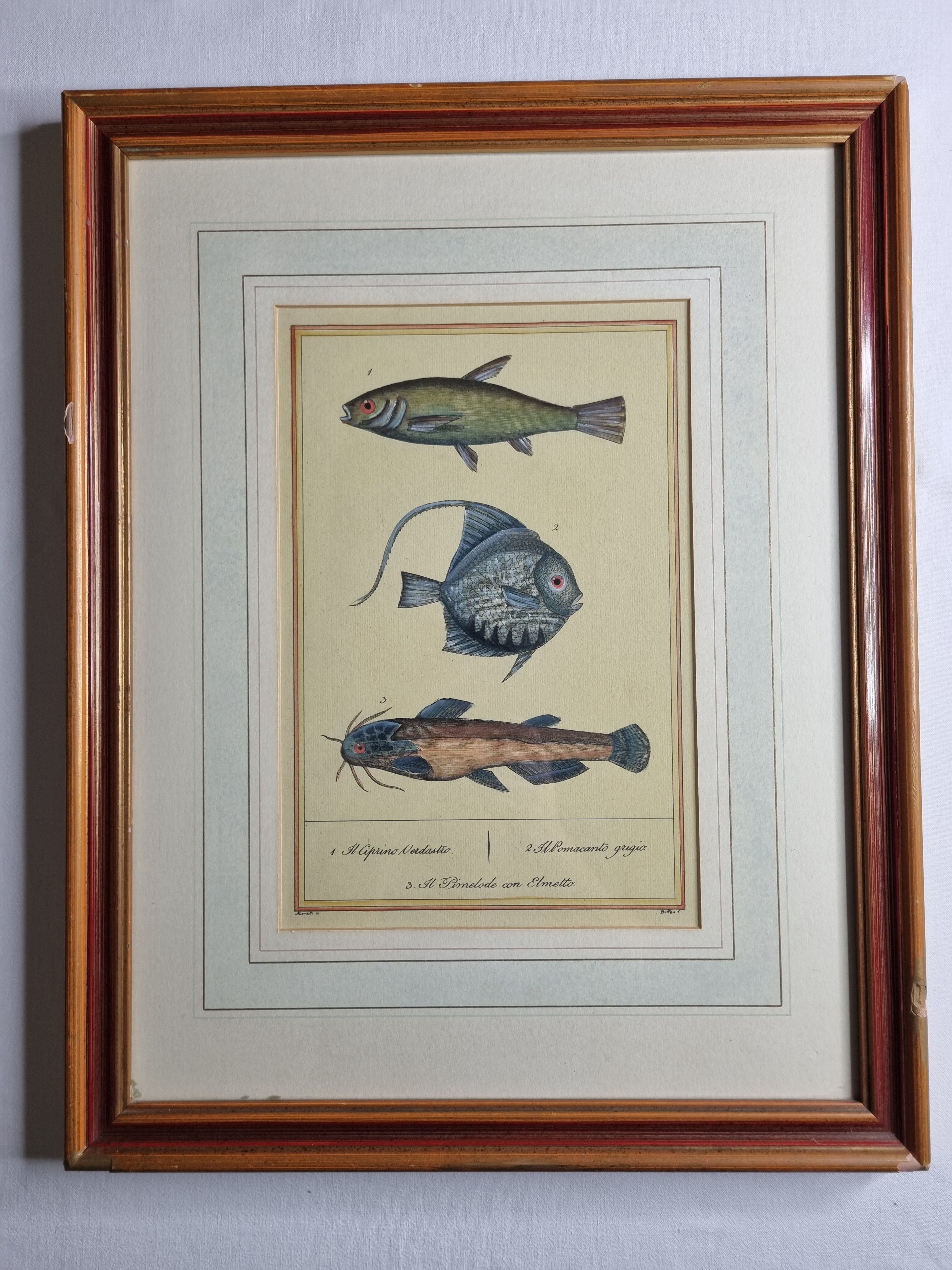 Ichthyological plate after Buffon, nineteenth century, framed