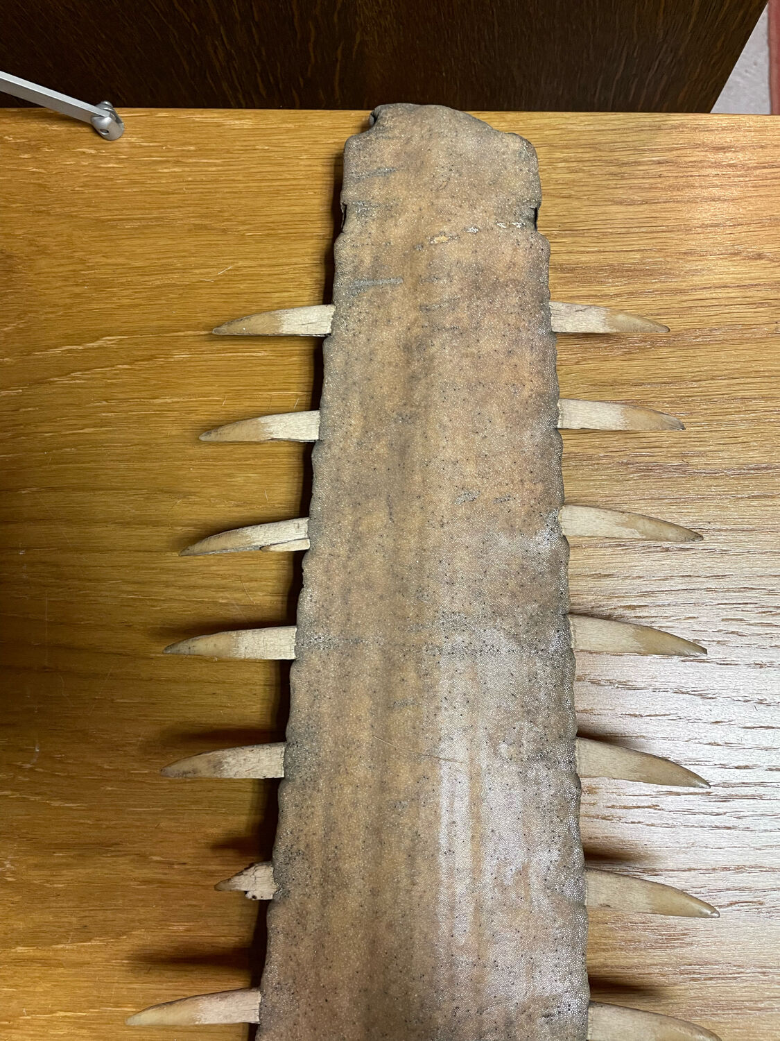 Old sawfish rostrum