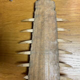 Old sawfish rostrum