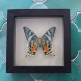 Frame 1 vintage naturalized butterfly