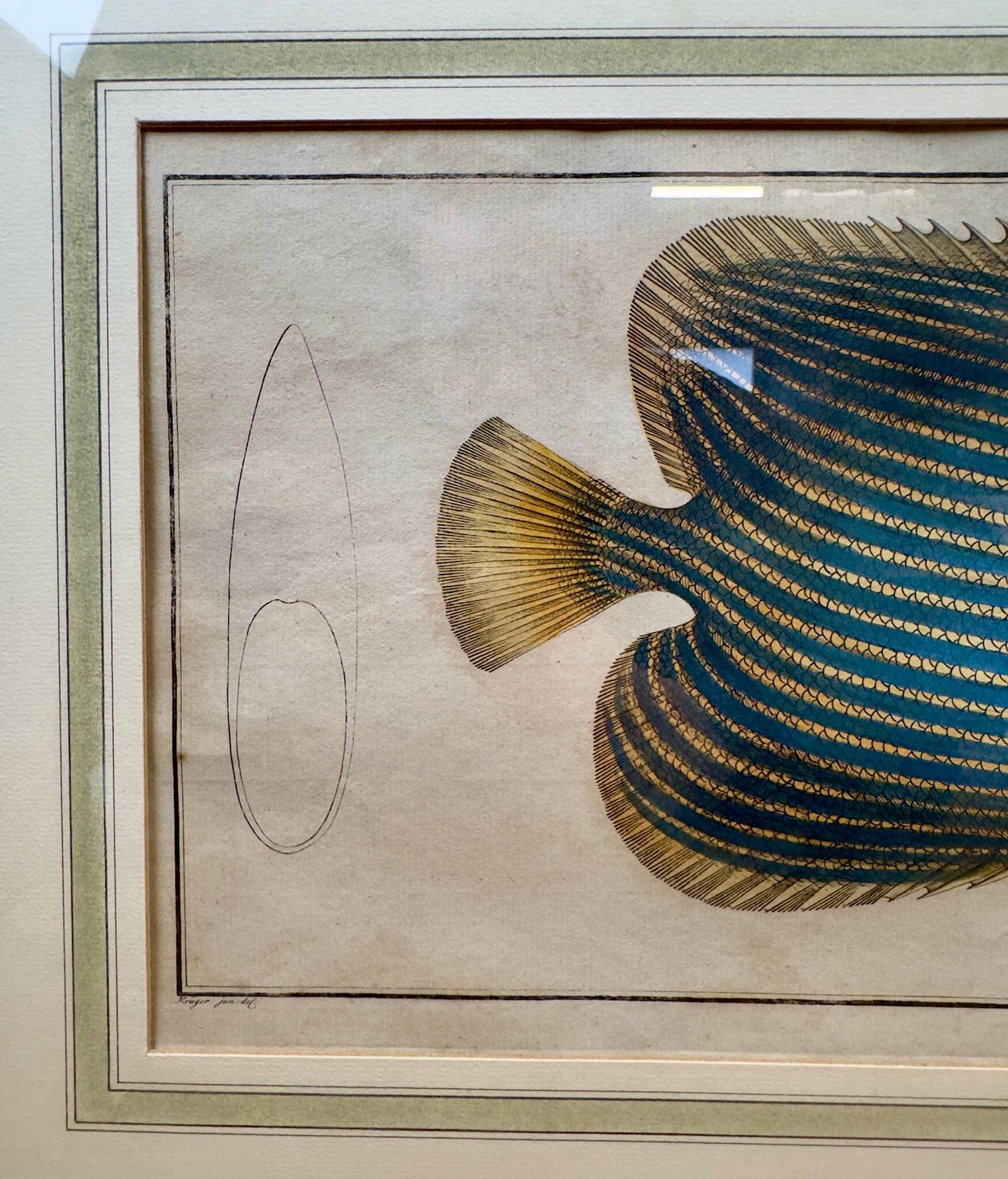 Old engraving exotic fish – Ludwig Schmidt (19th century)