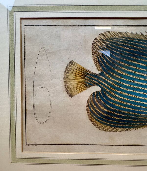 Gravure ancienne poisson exotique – Ludwig Schmidt (XIXᵉ siècle)