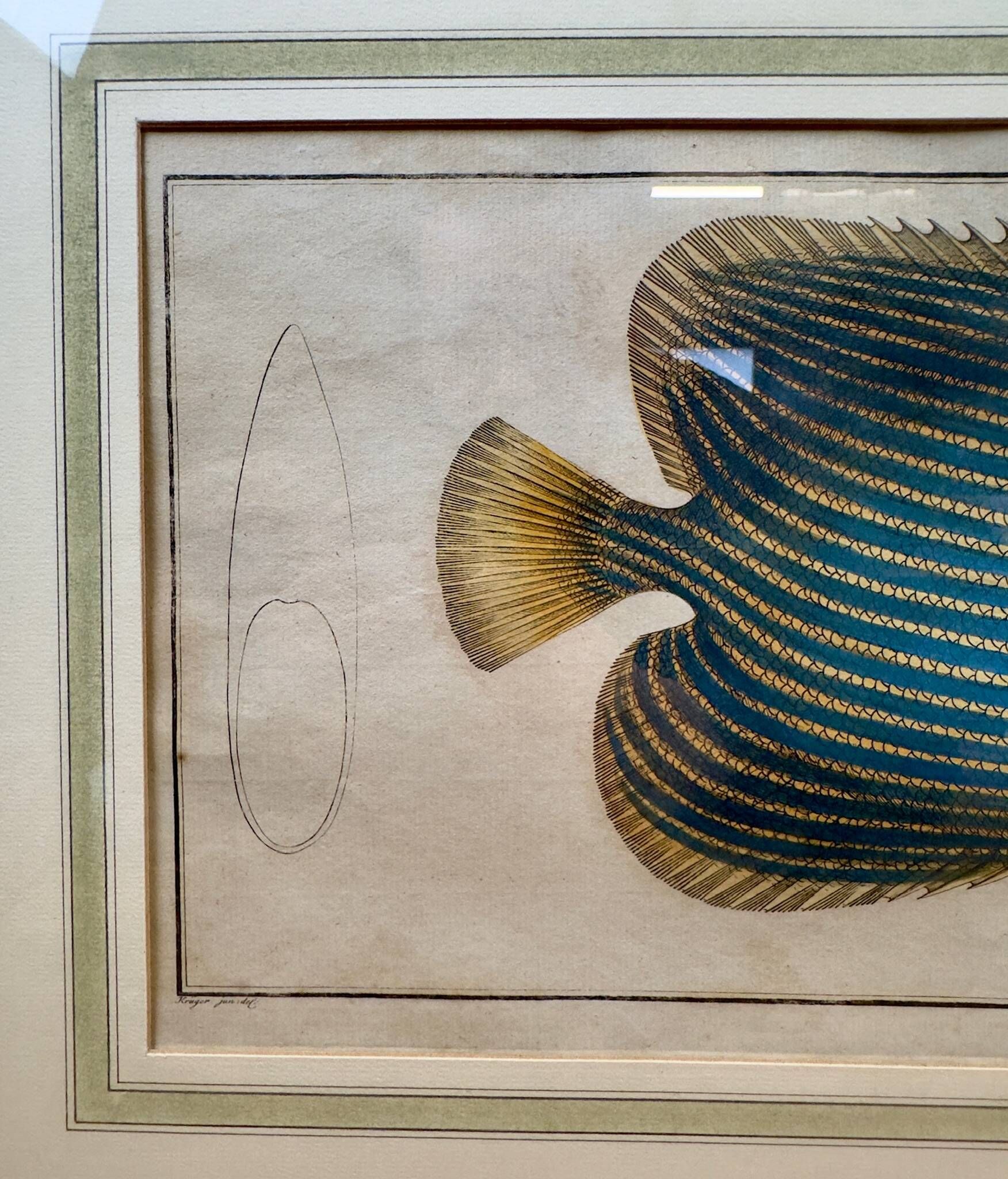 Old engraving exotic fish – Ludwig Schmidt (19th century)