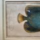 Old engraving exotic fish – Ludwig Schmidt (19th century)