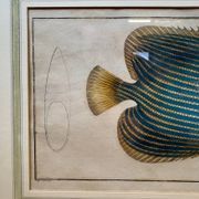 Old engraving exotic fish – Ludwig Schmidt (19th century)