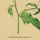 Vintage 1948 Meadow Flower Print by H.Strache - Field Mustard