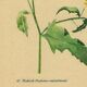 Vintage 1948 Meadow Flower Print by H.Strache - Field Mustard
