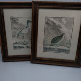 2 framed plates, quail and jabiru, buffon