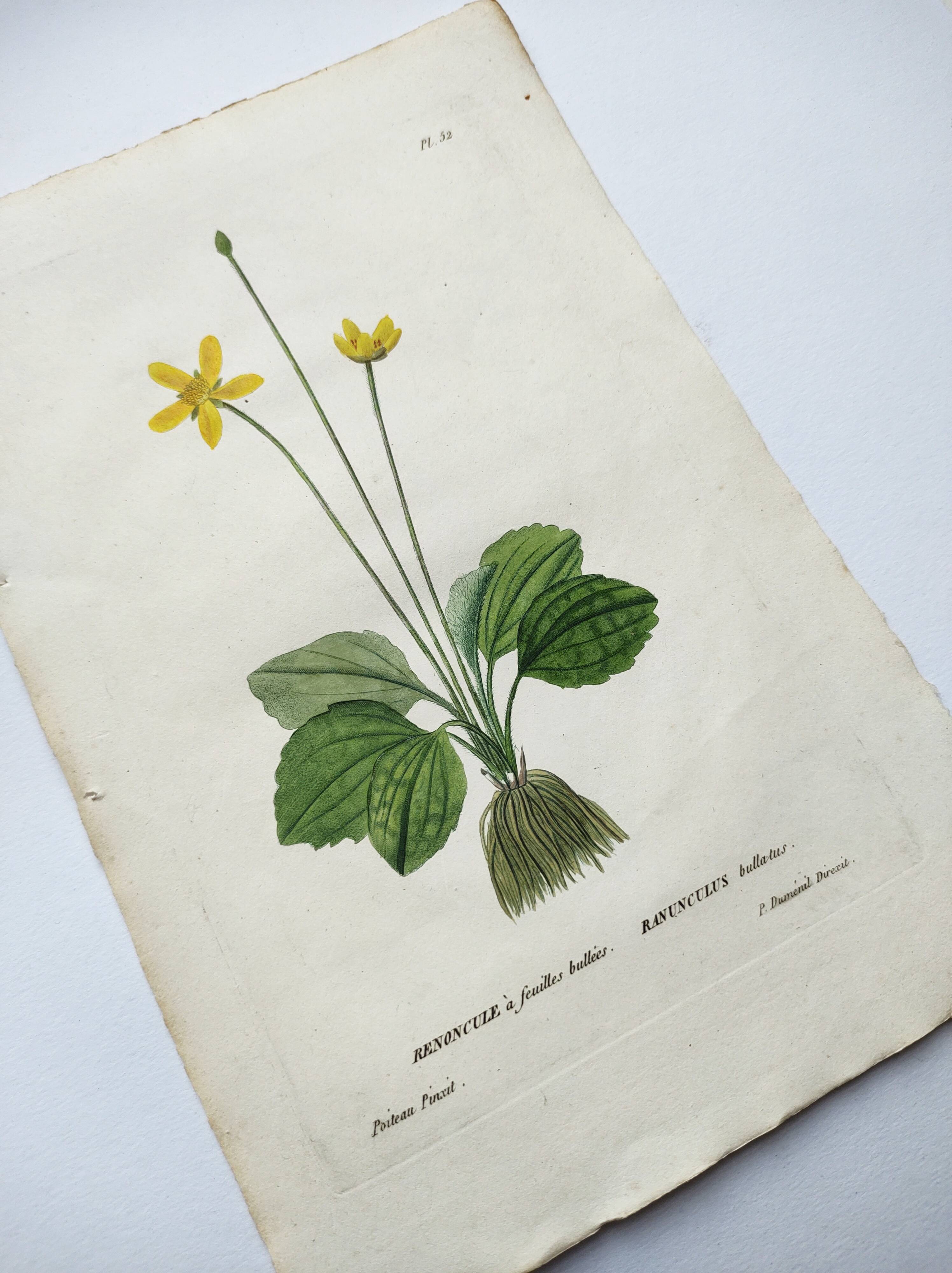 Old botanical engraving from 1829 - Buttercup with bubble leaves - flower by PA Poiteau