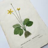 Old botanical engraving from 1829 - Buttercup with bubble leaves - flower by PA Poiteau