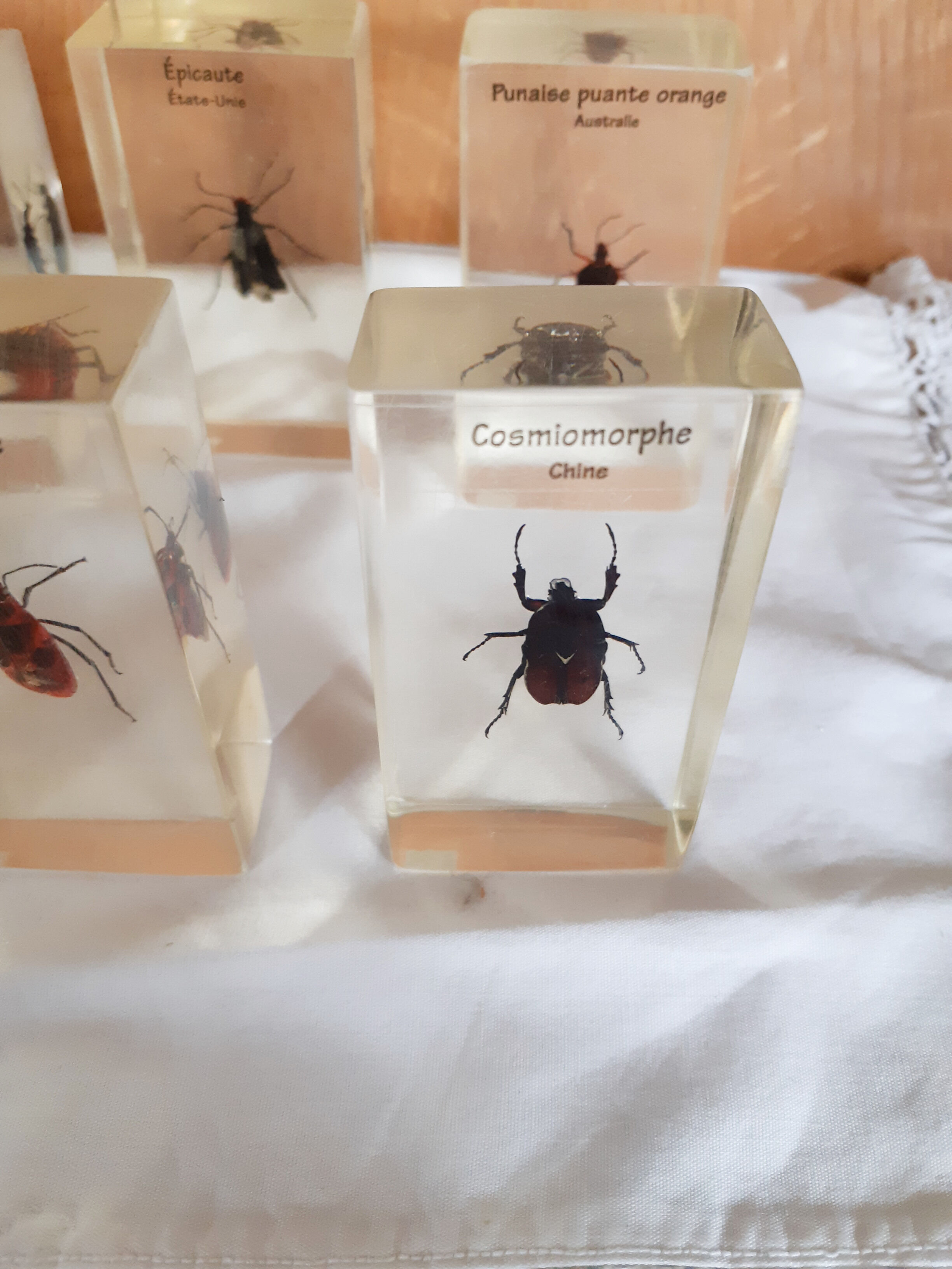 Lot de 10 véritables insectes en inclusion de résine