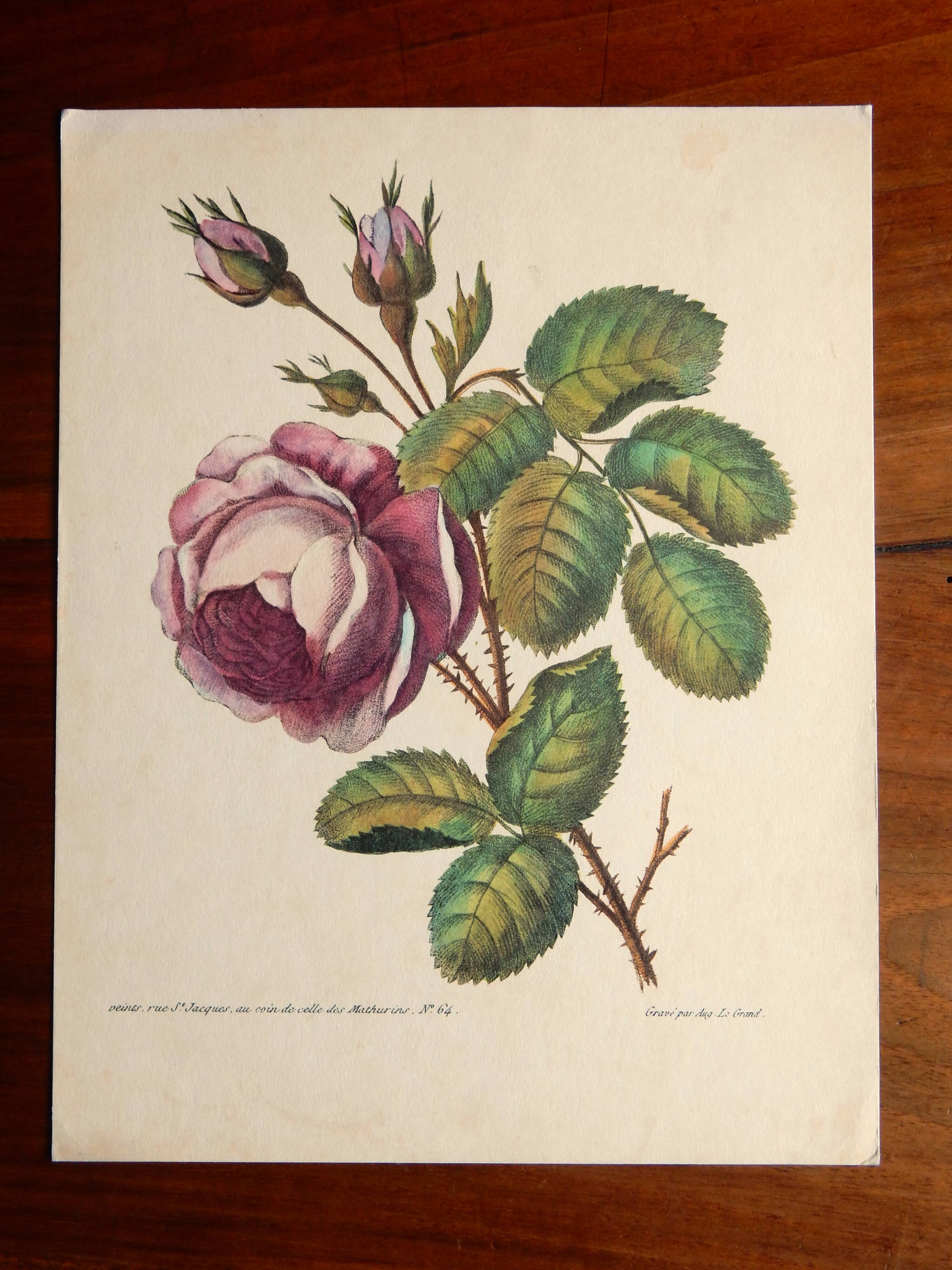 Ancienne planche botanique de rose vintage années 60