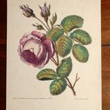 Ancienne planche botanique de rose vintage années 60