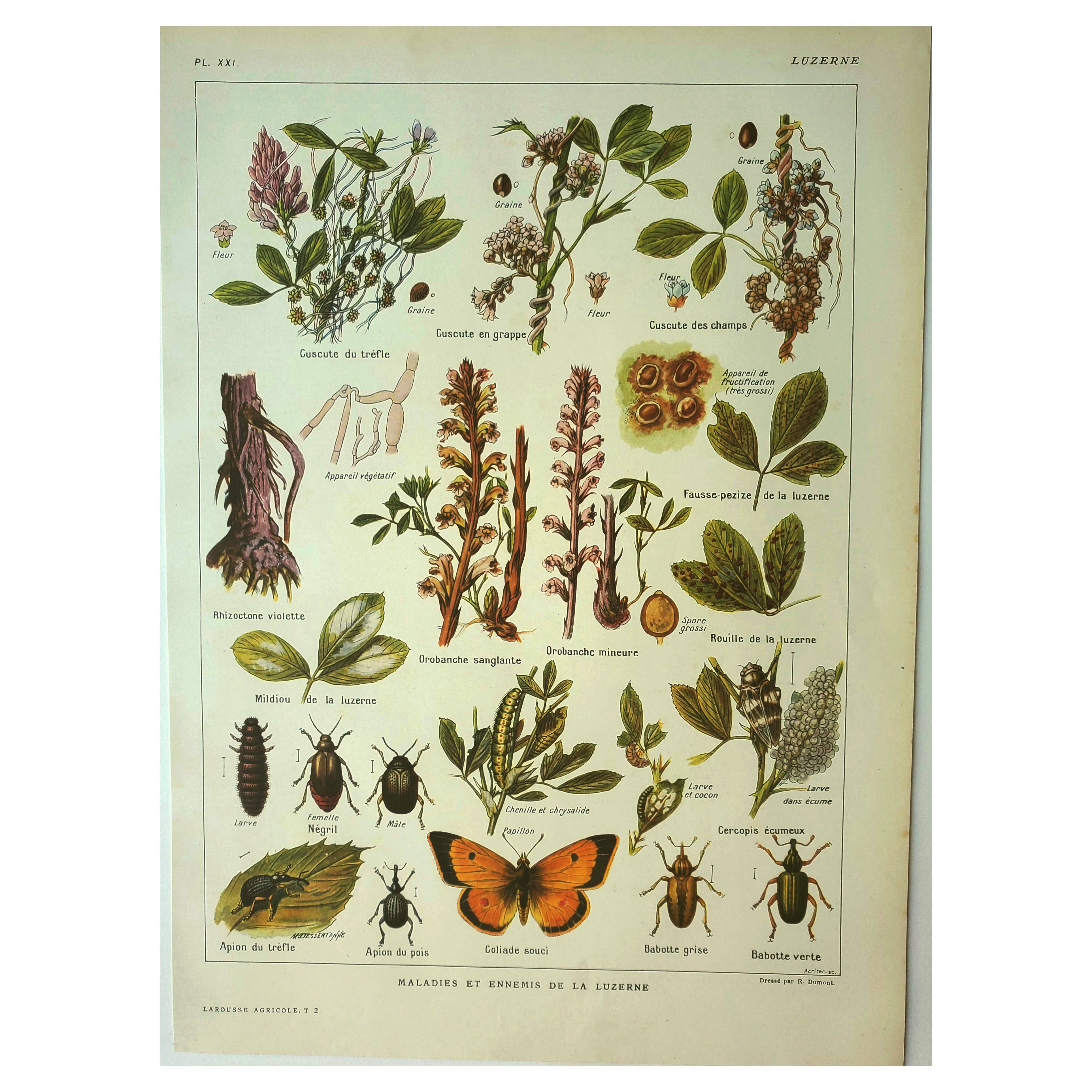 Old lithograph 1921 M. Dessertenne - Lucerne - botanical plate