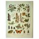 Old lithograph 1921 M. Dessertenne - Lucerne - botanical plate