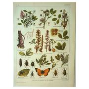 Old lithograph 1921 M. Dessertenne - Lucerne - botanical plate