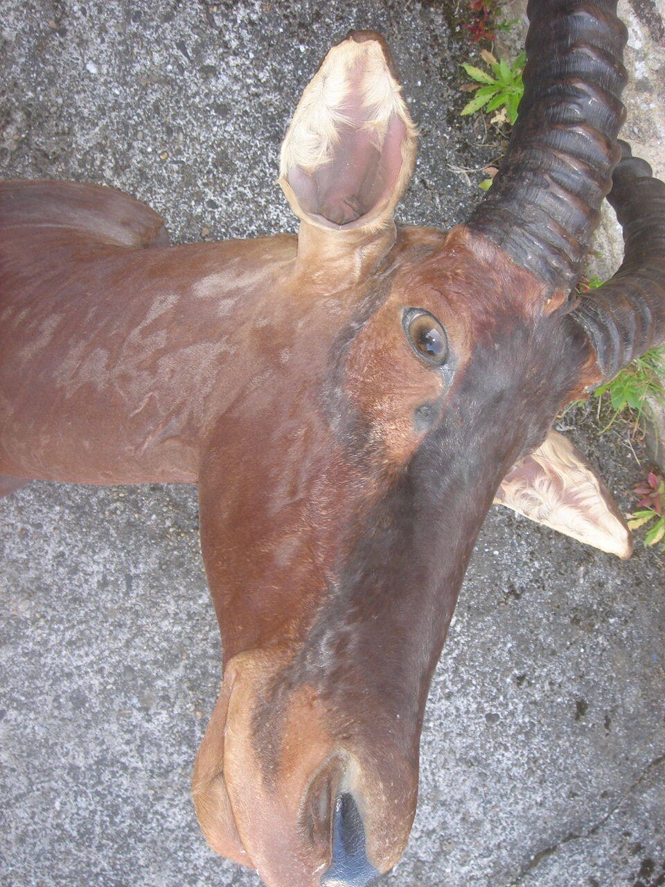 Hunting trophy: African Damalisque gazelle