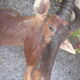 Hunting trophy: African Damalisque gazelle
