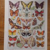 Original lithographs on butterflies