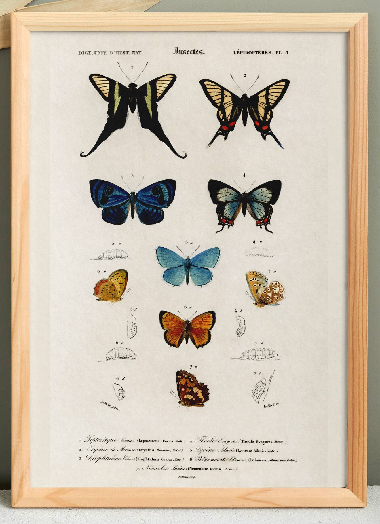 Poster on colourful butterflies, based on an old engraving from 1849.