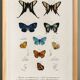 Poster on colourful butterflies, based on an old engraving from 1849.