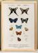Poster on colourful butterflies, based on an old engraving from 1849.