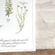Botanical tea board to promote digestion