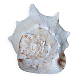 Shellfish