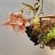 Bronze three-armed chandelier with a grape decoration.