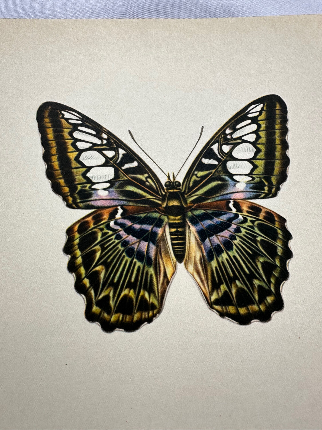 Botanical butterfly print vintage zoo lithograph decor