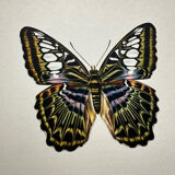 Botanical butterfly print vintage zoo lithograph decor