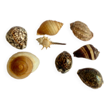 Collection de coquillages exotiques