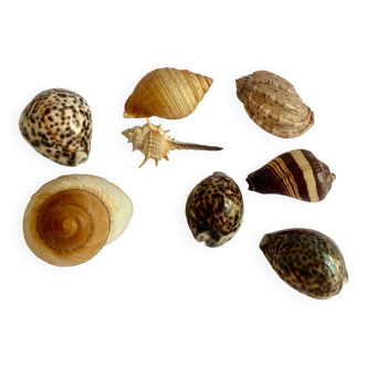 Collection of exotic seashells