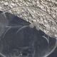 6 large antique wine glasses, chiseled floral pattern,
