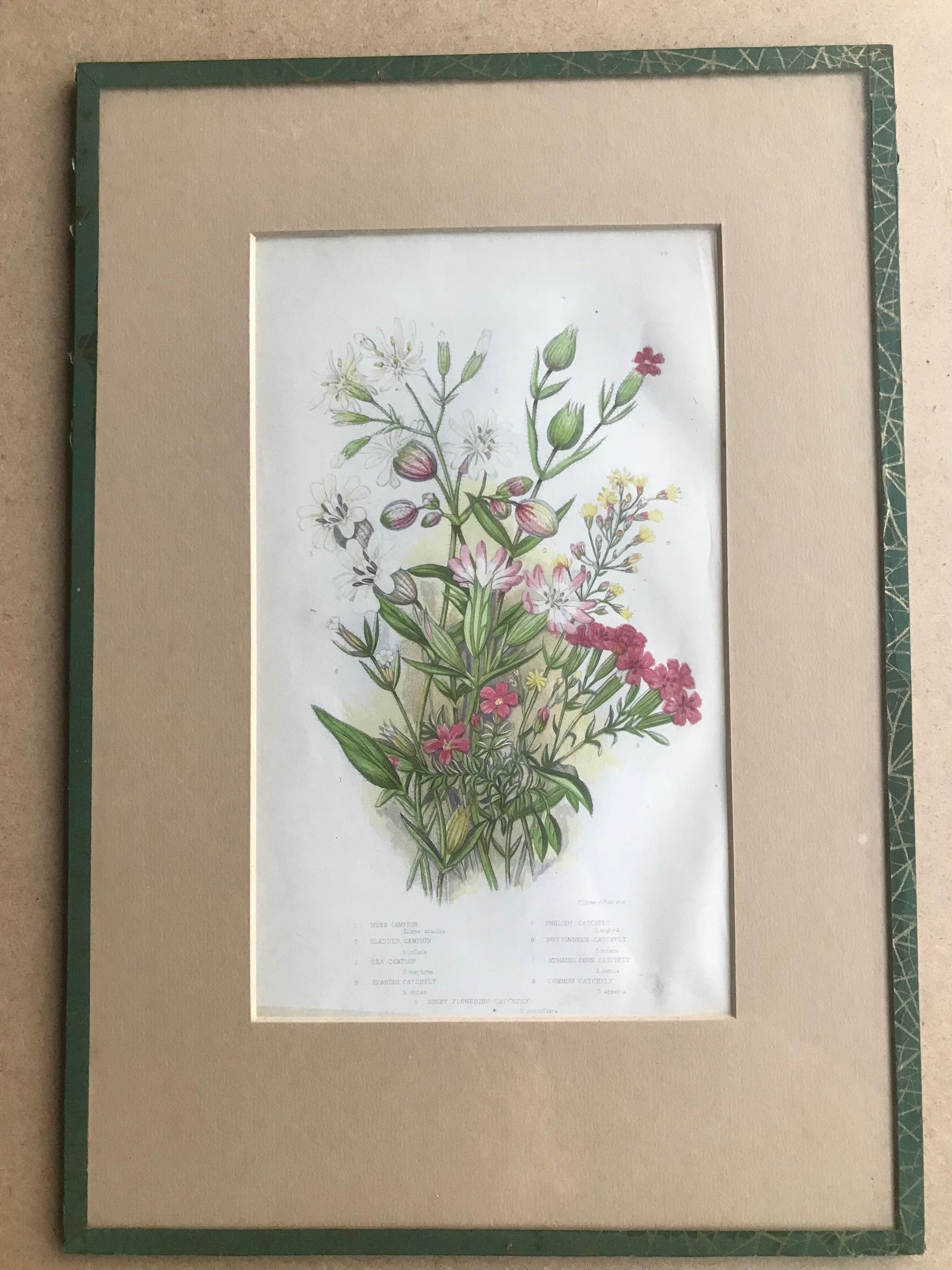 Gravure herbier