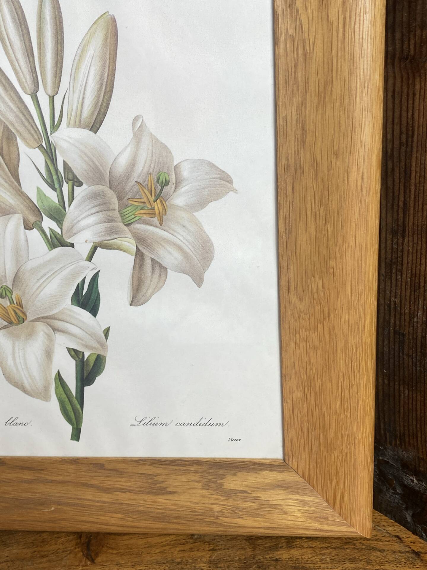 Botanical print, White Lily, P-J Redouté