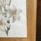 Botanical print, White Lily, P-J Redouté