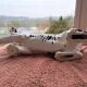 Tiger, Italian sculpture in glazed ceramic.