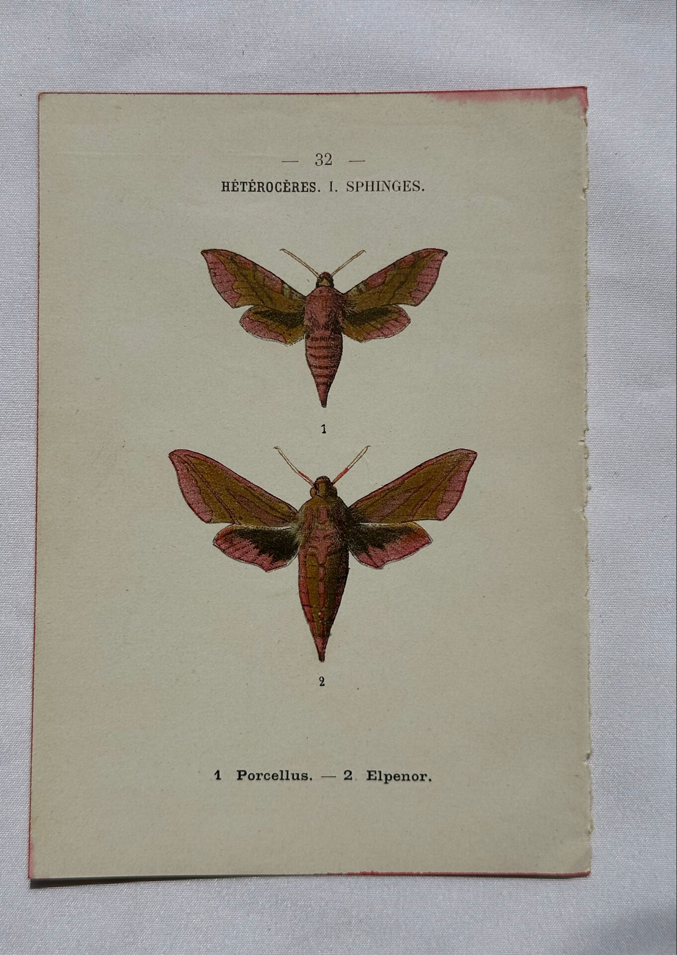 Gravure botanique papillons double face planche naturaliste Eau forte