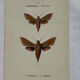 Gravure botanique papillons double face planche naturaliste Eau forte