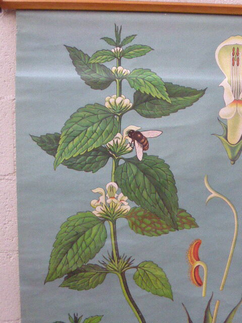 Botanical poster plant medicinal by Jung-Koch-Quentell, created in 1960, collector and vintage linen