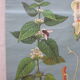 Botanical poster plant medicinal by Jung-Koch-Quentell, created in 1960, collector and vintage linen