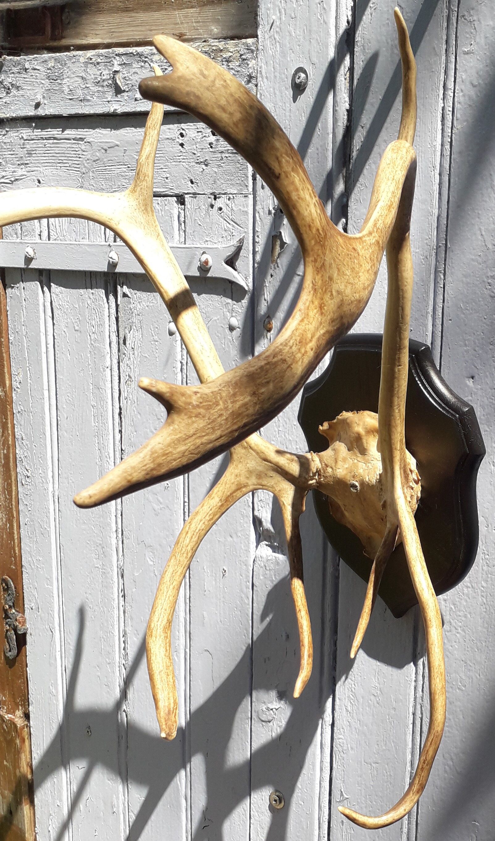 Reindeer massacre