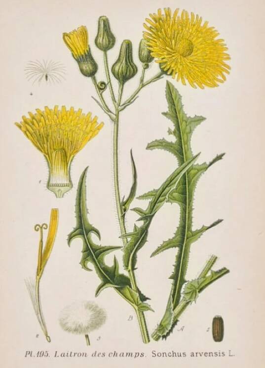 Old botanical plates in colour Brass of the fields