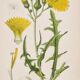 Old botanical plates in colour Brass of the fields