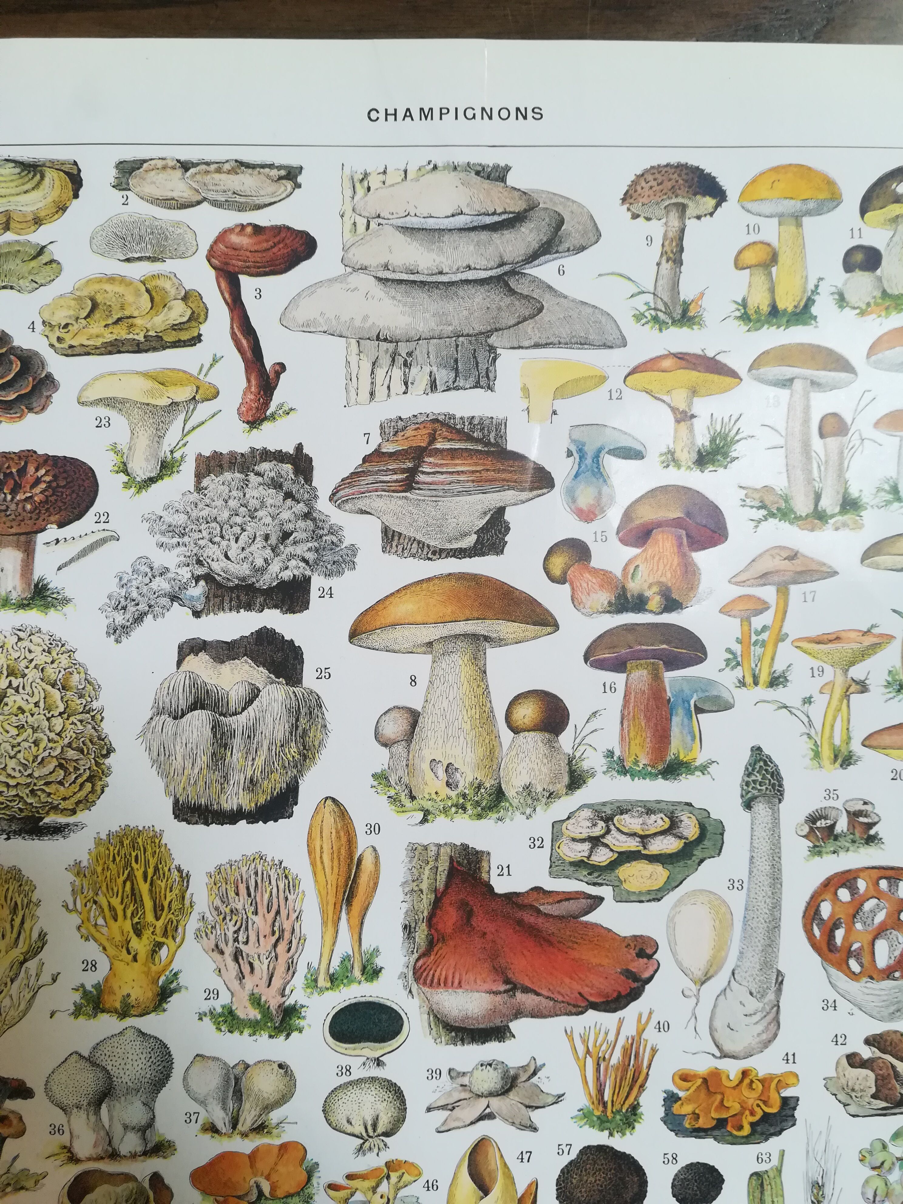 Lithograph on mushrooms from 1928 "cep"